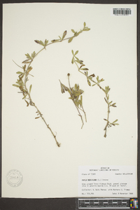 Phyla nodiflora image