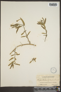 Lippia stoechadifolia image