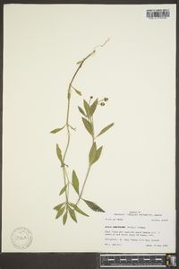 Phyla lanceolata image