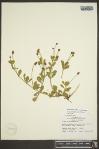 Phyla nodiflora image