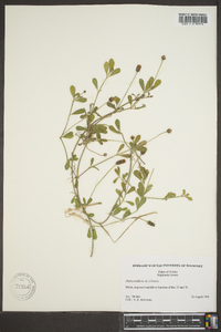 Phyla nodiflora image