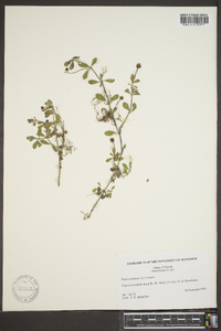 Phyla nodiflora image