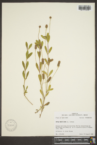 Phyla nodiflora image