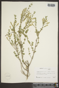 Aloysia gratissima image