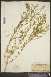 Aloysia gratissima image