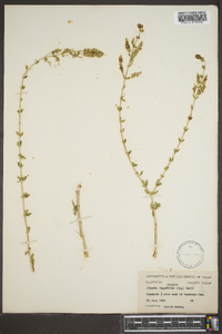 Aloysia gratissima image