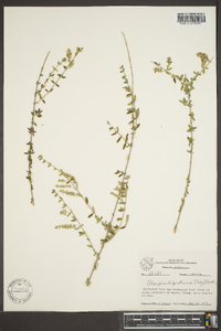 Aloysia gratissima image