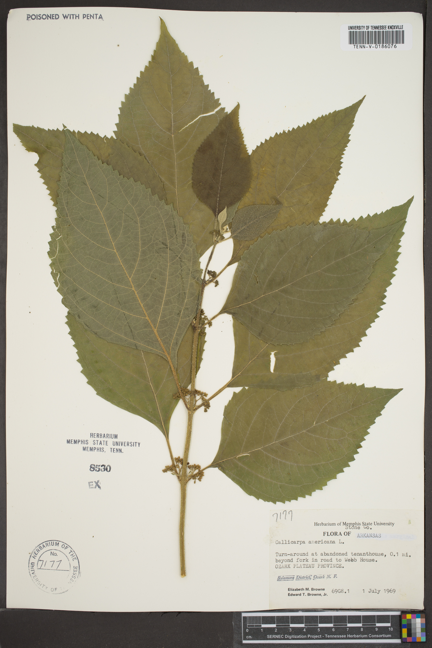 Callicarpa dichotoma image