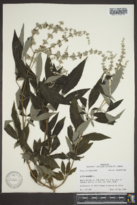 Vitex negundo image