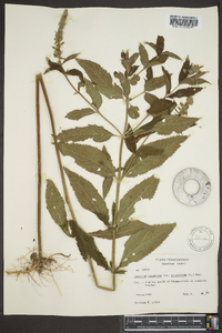 Teucrium canadense var. canadense image