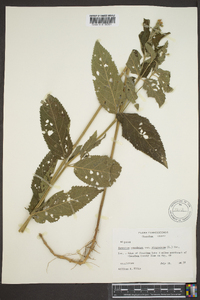 Teucrium canadense var. canadense image