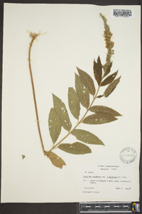 Teucrium canadense var. canadense image