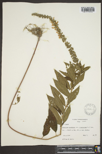 Teucrium canadense var. canadense image