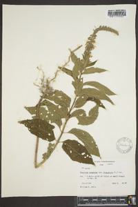 Teucrium canadense var. canadense image