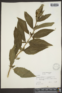 Teucrium canadense var. canadense image