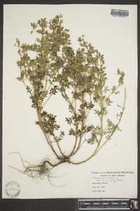 Teucrium botrys image