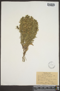 Teucrium laciniatum image