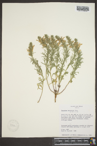 Teucrium laciniatum image