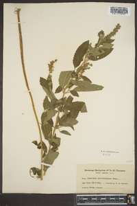 Teucrium canadense var. occidentale image