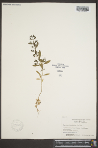 Trichostema coeruleum image