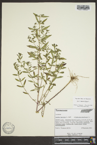 Trichostema coeruleum image