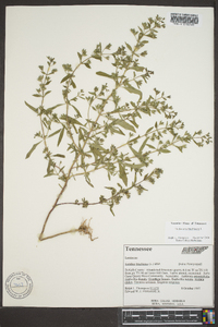 Trichostema coeruleum image