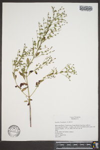 Trichostema coeruleum image