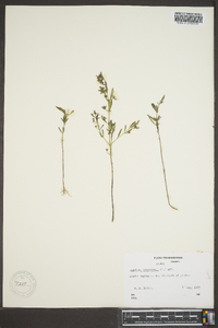 Trichostema coeruleum image