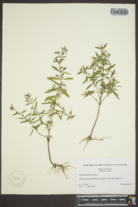 Trichostema coeruleum image