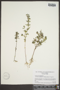 Trichostema coeruleum image