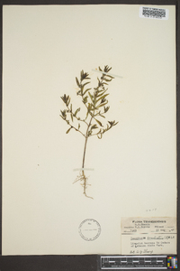 Trichostema coeruleum image