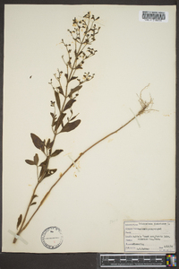 Trichostema dichotomum image