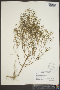 Trichostema dichotomum image