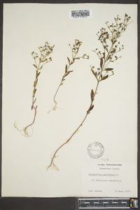 Trichostema dichotomum image