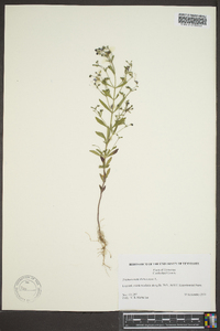 Trichostema dichotomum image