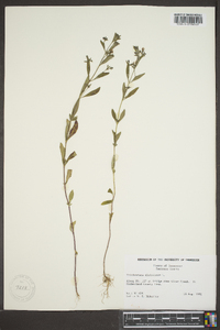 Trichostema dichotomum image