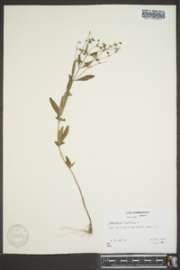 Trichostema dichotomum image