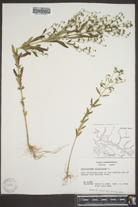 Trichostema dichotomum image