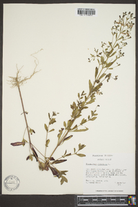 Trichostema dichotomum image