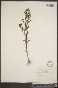 Trichostema dichotomum image