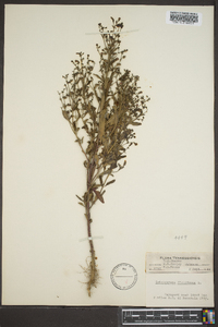 Trichostema dichotomum image