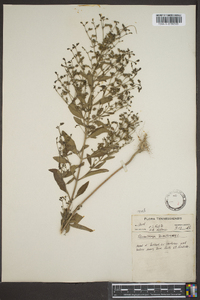 Trichostema dichotomum image