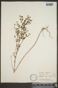 Trichostema dichotomum image