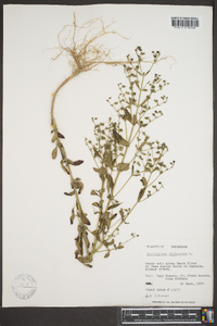 Trichostema dichotomum image