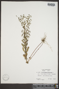 Trichostema dichotomum image