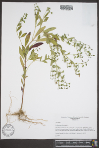 Trichostema dichotomum image