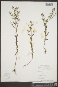 Trichostema dichotomum image