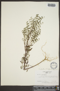 Trichostema dichotomum image