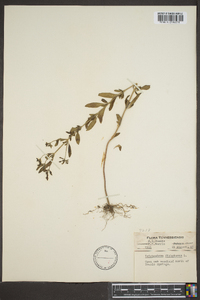 Trichostema dichotomum image