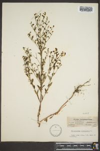 Trichostema dichotomum image